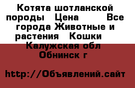 Котята шотланской породы › Цена ­ 40 - Все города Животные и растения » Кошки   . Калужская обл.,Обнинск г.